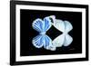 Miss Butterfly Duo Salateuploea - X-Ray Black Edition-Philippe Hugonnard-Framed Photographic Print