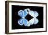 Miss Butterfly Duo Salateuploea - X-Ray Black Edition-Philippe Hugonnard-Framed Photographic Print