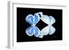 Miss Butterfly Duo Salateuploea - X-Ray Black Edition-Philippe Hugonnard-Framed Photographic Print