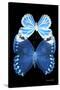 Miss Butterfly Duo Stichatura II - X-Ray Black Edition-Philippe Hugonnard-Stretched Canvas