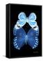 Miss Butterfly Duo Stichatura II - X-Ray Black Edition-Philippe Hugonnard-Framed Stretched Canvas