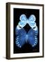 Miss Butterfly Duo Stichatura II - X-Ray Black Edition-Philippe Hugonnard-Framed Photographic Print