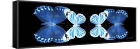 Miss Butterfly Duo Stichatura Pan - X-Ray Black Edition II-Philippe Hugonnard-Framed Stretched Canvas