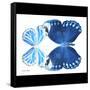 Miss Butterfly Duo Stichatura Sq - X-Ray B&W Edition-Philippe Hugonnard-Framed Stretched Canvas