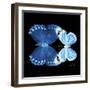 Miss Butterfly Duo Stichatura Sq - X-Ray Black Edition-Philippe Hugonnard-Framed Photographic Print