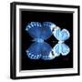 Miss Butterfly Duo Stichatura Sq - X-Ray Black Edition-Philippe Hugonnard-Framed Photographic Print