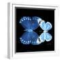 Miss Butterfly Duo Stichatura Sq - X-Ray Black Edition-Philippe Hugonnard-Framed Photographic Print