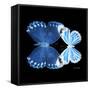 Miss Butterfly Duo Stichatura Sq - X-Ray Black Edition-Philippe Hugonnard-Framed Stretched Canvas