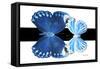 Miss Butterfly Duo Stichatura - X-Ray B&W Edition-Philippe Hugonnard-Framed Stretched Canvas