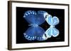 Miss Butterfly Duo Stichatura - X-Ray Black Edition-Philippe Hugonnard-Framed Photographic Print