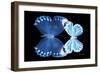 Miss Butterfly Duo Stichatura - X-Ray Black Edition-Philippe Hugonnard-Framed Photographic Print