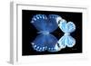 Miss Butterfly Duo Stichatura - X-Ray Black Edition-Philippe Hugonnard-Framed Photographic Print