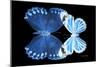 Miss Butterfly Duo Stichatura - X-Ray Black Edition-Philippe Hugonnard-Mounted Photographic Print