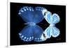 Miss Butterfly Duo Stichatura - X-Ray Black Edition-Philippe Hugonnard-Framed Photographic Print