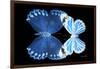 Miss Butterfly Duo Stichatura - X-Ray Black Edition-Philippe Hugonnard-Framed Photographic Print