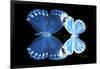 Miss Butterfly Duo Stichatura - X-Ray Black Edition-Philippe Hugonnard-Framed Photographic Print