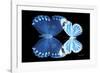 Miss Butterfly Duo Stichatura - X-Ray Black Edition-Philippe Hugonnard-Framed Photographic Print