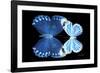 Miss Butterfly Duo Stichatura - X-Ray Black Edition-Philippe Hugonnard-Framed Photographic Print