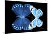 Miss Butterfly Duo Stichatura - X-Ray Black Edition-Philippe Hugonnard-Mounted Photographic Print