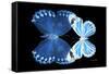 Miss Butterfly Duo Stichatura - X-Ray Black Edition-Philippe Hugonnard-Framed Stretched Canvas