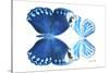 Miss Butterfly Duo Stichatura - X-Ray White Edition-Philippe Hugonnard-Stretched Canvas