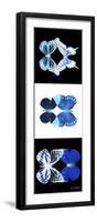 Miss Butterfly Duo X-Ray Pano-Philippe Hugonnard-Framed Photographic Print