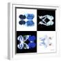 Miss Butterfly Duo X-Ray Square II-Philippe Hugonnard-Framed Photographic Print