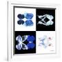 Miss Butterfly Duo X-Ray Square II-Philippe Hugonnard-Framed Photographic Print