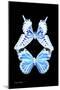 Miss Butterfly Duo Xugenutia II - X-Ray Black Edition-Philippe Hugonnard-Mounted Photographic Print