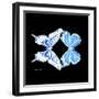 Miss Butterfly Duo Xugenutia Sq - X-Ray Black Edition-Philippe Hugonnard-Framed Photographic Print