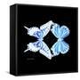 Miss Butterfly Duo Xugenutia Sq - X-Ray Black Edition-Philippe Hugonnard-Framed Stretched Canvas