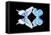Miss Butterfly Duo Xugenutia - X-Ray Black Edition-Philippe Hugonnard-Framed Stretched Canvas