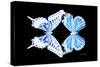 Miss Butterfly Duo Xugenutia - X-Ray Black Edition-Philippe Hugonnard-Stretched Canvas