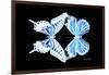 Miss Butterfly Duo Xugenutia - X-Ray Black Edition-Philippe Hugonnard-Framed Photographic Print