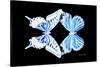 Miss Butterfly Duo Xugenutia - X-Ray Black Edition-Philippe Hugonnard-Stretched Canvas