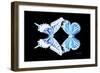Miss Butterfly Duo Xugenutia - X-Ray Black Edition-Philippe Hugonnard-Framed Photographic Print