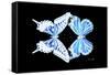 Miss Butterfly Duo Xugenutia - X-Ray Black Edition-Philippe Hugonnard-Framed Stretched Canvas