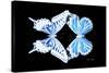 Miss Butterfly Duo Xugenutia - X-Ray Black Edition-Philippe Hugonnard-Stretched Canvas