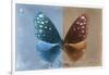 Miss Butterfly Euploea - Blue & Caramel-Philippe Hugonnard-Framed Photographic Print