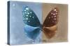 Miss Butterfly Euploea - Blue & Caramel-Philippe Hugonnard-Stretched Canvas