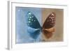 Miss Butterfly Euploea - Blue & Caramel-Philippe Hugonnard-Framed Photographic Print