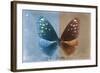 Miss Butterfly Euploea - Blue & Caramel-Philippe Hugonnard-Framed Photographic Print