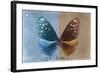 Miss Butterfly Euploea - Blue & Caramel-Philippe Hugonnard-Framed Photographic Print