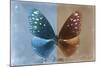 Miss Butterfly Euploea - Blue & Caramel-Philippe Hugonnard-Mounted Photographic Print