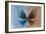 Miss Butterfly Euploea - Blue & Caramel-Philippe Hugonnard-Framed Photographic Print