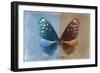 Miss Butterfly Euploea - Blue & Caramel-Philippe Hugonnard-Framed Photographic Print