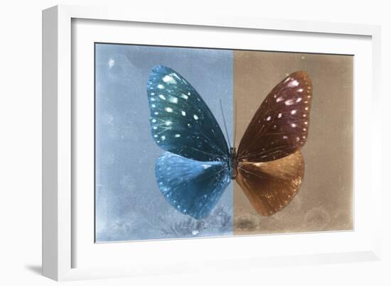 Miss Butterfly Euploea - Blue & Caramel-Philippe Hugonnard-Framed Photographic Print