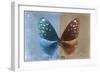 Miss Butterfly Euploea - Blue & Caramel-Philippe Hugonnard-Framed Photographic Print