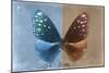 Miss Butterfly Euploea - Blue & Caramel-Philippe Hugonnard-Mounted Photographic Print