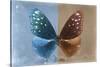 Miss Butterfly Euploea - Blue & Caramel-Philippe Hugonnard-Stretched Canvas